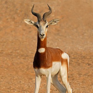 Gazelle