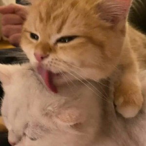 kissska мяу