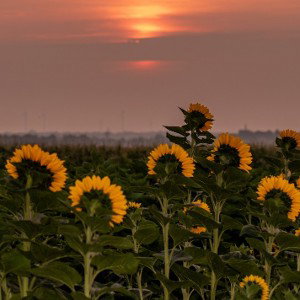 летняя лента(Sun days)