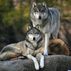 wolfPackk