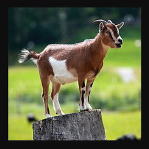 G.O.A.T on the village