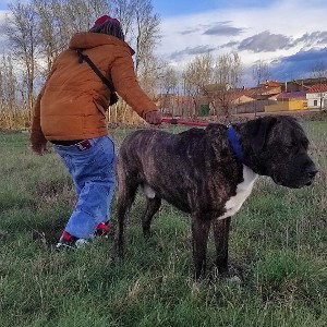 el lokon 