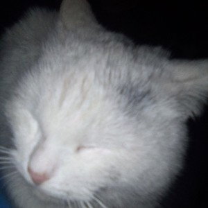 в дул 