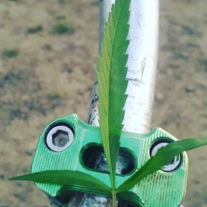 ֆǟʍ_ʟօӄօ ʍɛռȶǟʟ