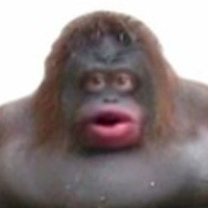 Djurhekdhfbwn