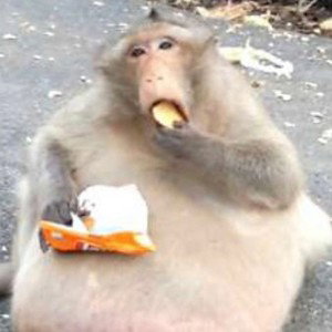 Fat