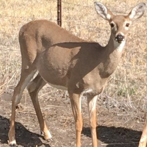 Deer