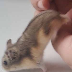 geronimo 