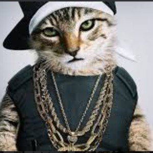  Коты