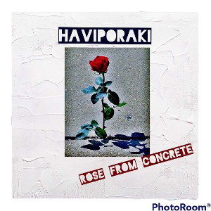  Rose from Concrete