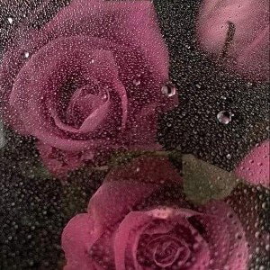 rose petals 
