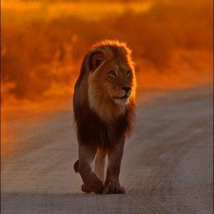I walk alone 