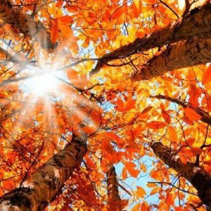   automne
