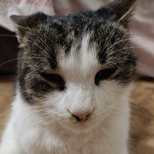 Кошка Мята