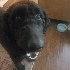 Dog scream 