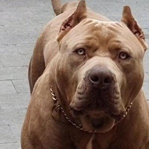millonario saro palca music sesion #52pitbul 