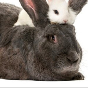 rabbit on the beat