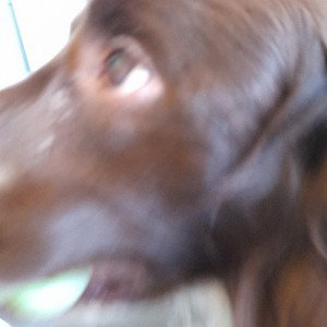 Doggy Digga