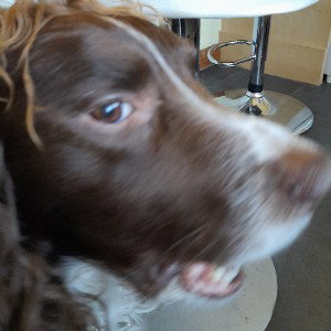 O. Doggy 