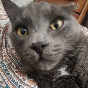 нет