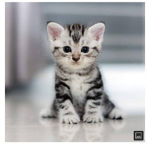 le chat