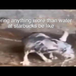 funny rat
