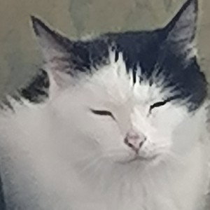 пылесос и кошка