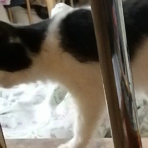 бедная кошка