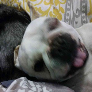 dogson 
