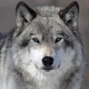 Leader of The Pack