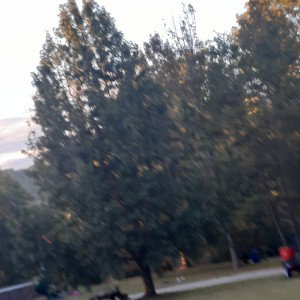 save the trees (REMIX)