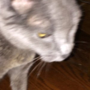 Mad Cat theory 