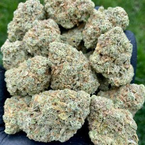 sativa caniver 