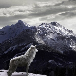 Solitude Wolf