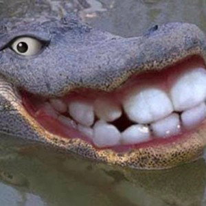 Crocodile