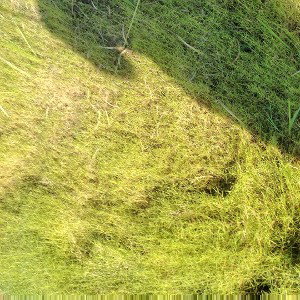 grass ain't greener