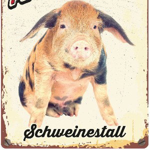 Beef im Schweinestall