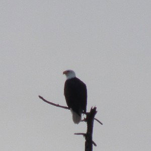 Eagle