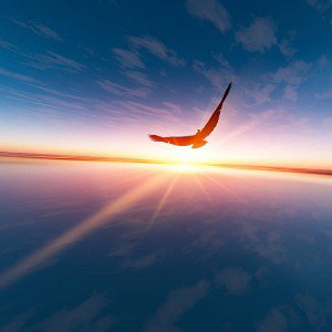 Fly Away (Rüppell's)