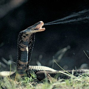 Spittin Venom - SupaStxr Salazar 