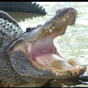 in_the_swamp-_stutter_man__2_