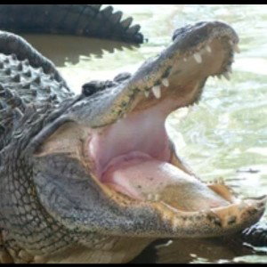 in the swamp- stutter man _2_