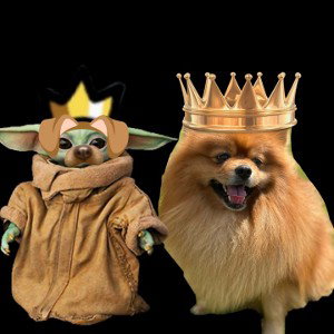 dogs day 