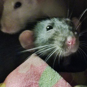 RATS 
