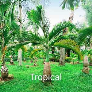 Tropical