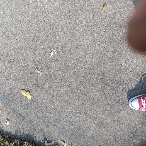 Alley Op 