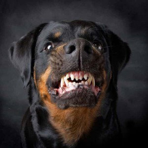 The Rotty Anthem