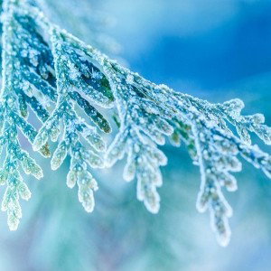 Frosted, Feat DonnieMVP