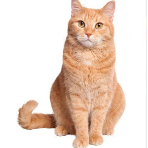 Lost my caramel cat💙😭