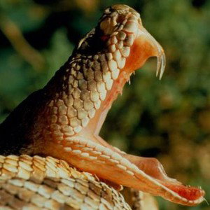 morsures de serpent 